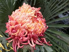 -菊花台公园