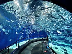 -上海海洋水族馆