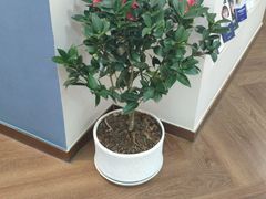 -精德口腔·种植修复·儿牙中心(财富中心店)