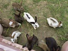 -紫颐香薰山谷景区