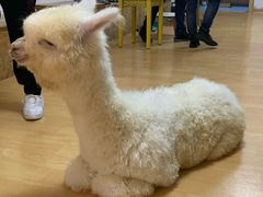 -猫色咖啡·猫咖