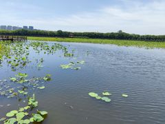-荷塘月色湿地公园·向阳花洲