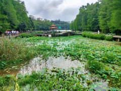-深圳仙湖植物园