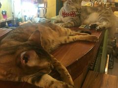-猫色咖啡·猫咖