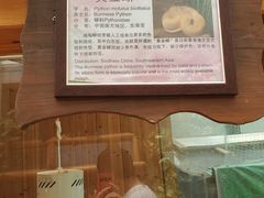-上海大自然野生昆虫馆(东方明珠·爬宠昆虫探索中心)