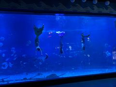 -烟台海昌鲸鲨海洋公园