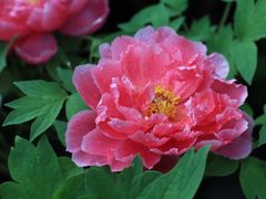 -中国科学院华南植物园