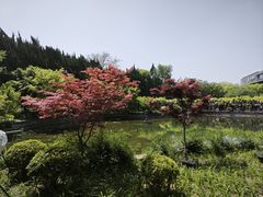 -嘉定紫藤园