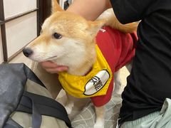-逗柴咖啡屋·狗咖猫咖宠物桌游