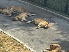 -大连森林动物园