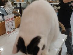 -喵园·猫主题咖啡厅·撸猫·猫咖(国贸店)