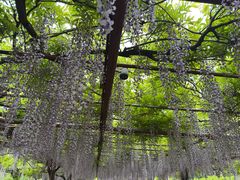 -嘉定紫藤园