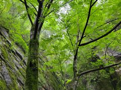 -青峰峡国家森林公园