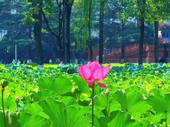 -四川大学(望江校区)