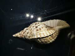 -青岛贝壳博物馆