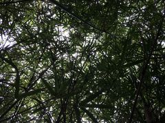 -火炉山森林公园