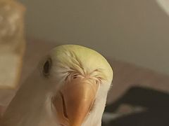 -美联众合动物医院·24h转诊中心