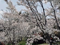 -羊山湖公园