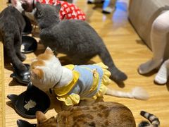 -啵啵喵·猫咖(攀华国际店)