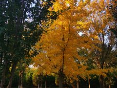 -永定河休闲森林公园