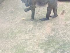 -昆明动物园