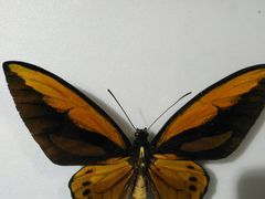 -上海昆虫博物馆