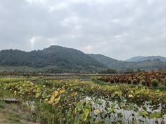 -径山花海