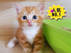 -70cat德文卷毛猫·缅因猫纯种猫舍
