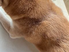 -中农大我爱我爱动物医院·核磁CT·猫病·24小时夜诊中心(石佛营店)