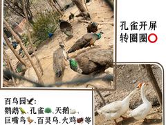 -五龙山野生动物王国