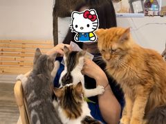 -楼上猫咖(罗湖店)