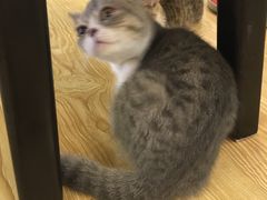 -萌喵宠狗爱心宠咖