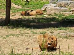 -北京野生动物园