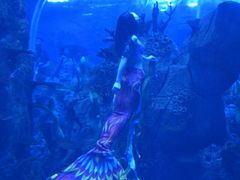 -石家庄极地海洋世界