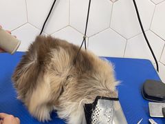 -瑞鹏宠物医院犬猫全科(真大分院)