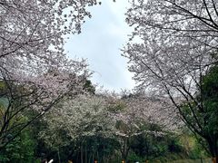 -千岛湖天屿景区