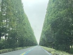 -黄海国家森林公园