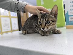 -博特宠物医院24h犬猫全科.骨科·异宠