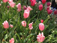 -洛阳郁金香牡丹园