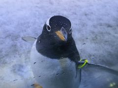 -芜湖新华联大白鲸海洋公园