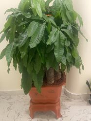 -海涛医疗美容·面部抗衰·注射美鼻