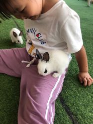 -萌宠亲子动物乐园(槐房万达店)