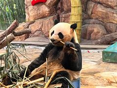 -广州长隆野生动物世界