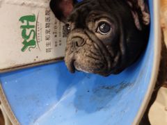 -共舞时光猫咖·狗咖(新街口店)