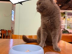-猫小院猫主题餐厅(三里屯店)