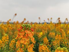 -中国天府农业博览园