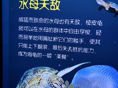 -青岛海底世界-水族馆