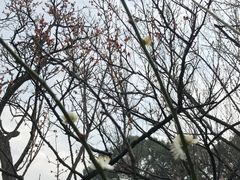 -香雪海