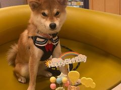 -帕帕拉兹宠物(亚洲旗舰店)