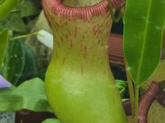 -北京植物园-展览温室